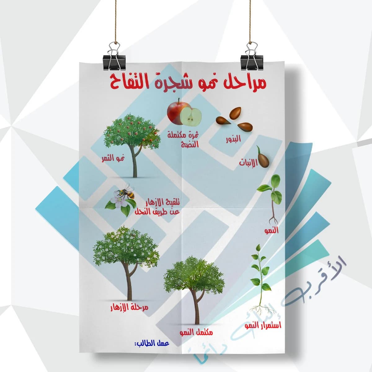 لوحة مدرسية عن مراحل نمو التفاح