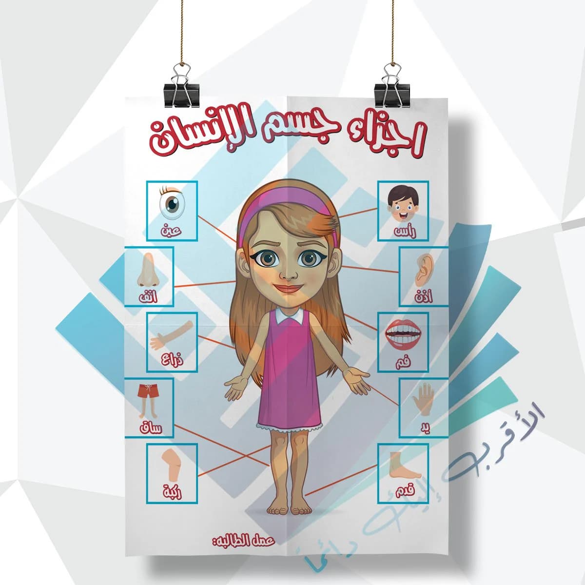 لوحة مدرسية عن اجزاء جسم الانسان الاناث