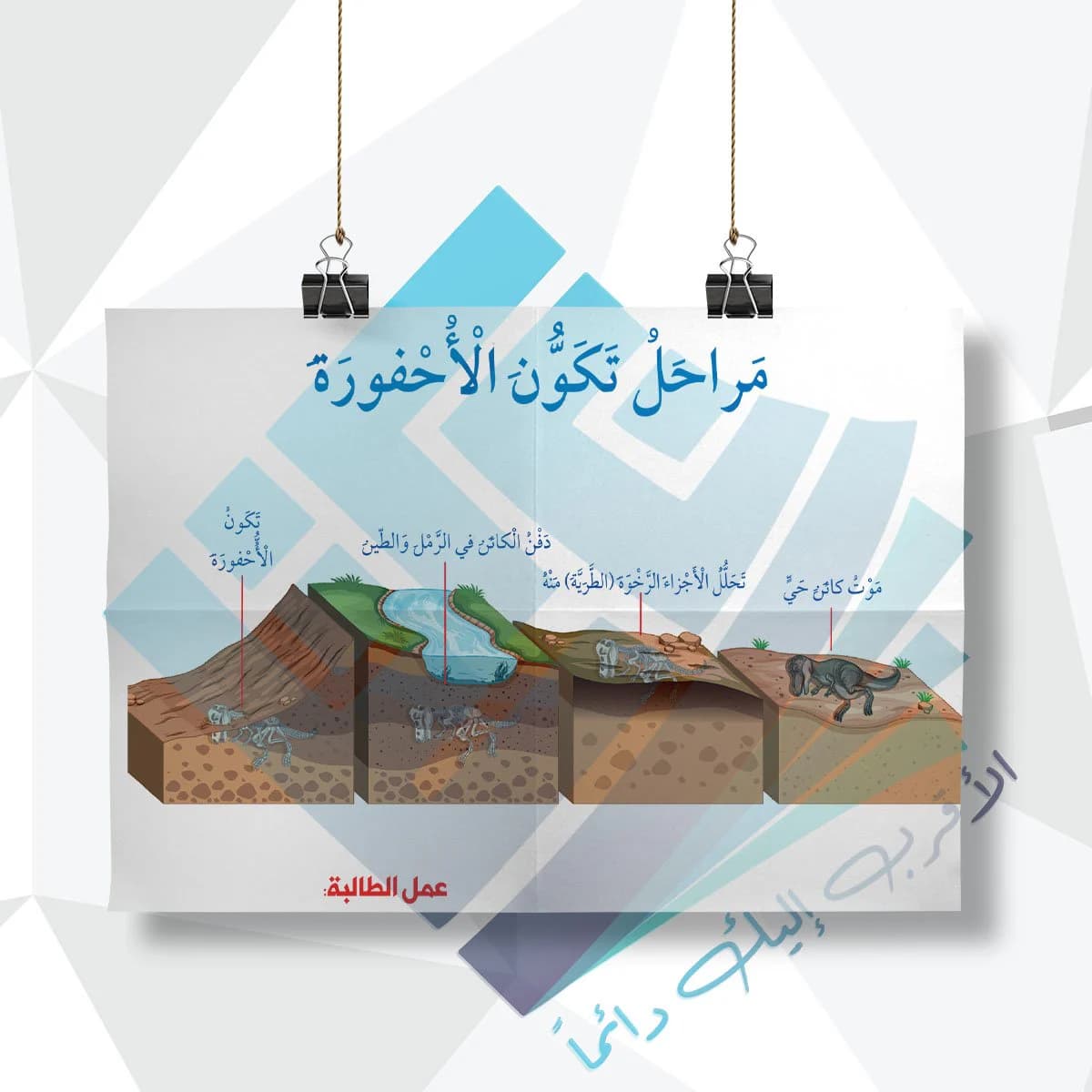 مراحل تكون الاحفورة