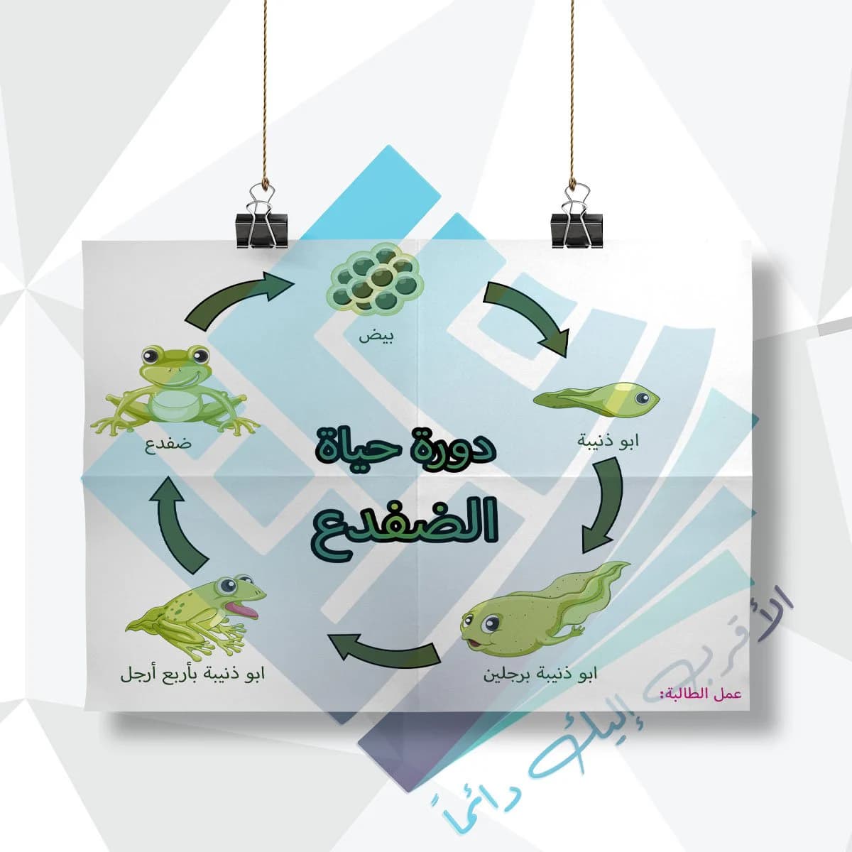 لوحة مدرسية عن دورة حياة الضفدع