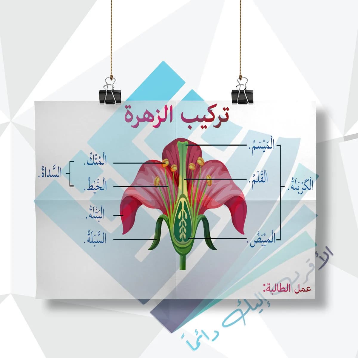 لوحة مدرسية عن تركيب الزهرة