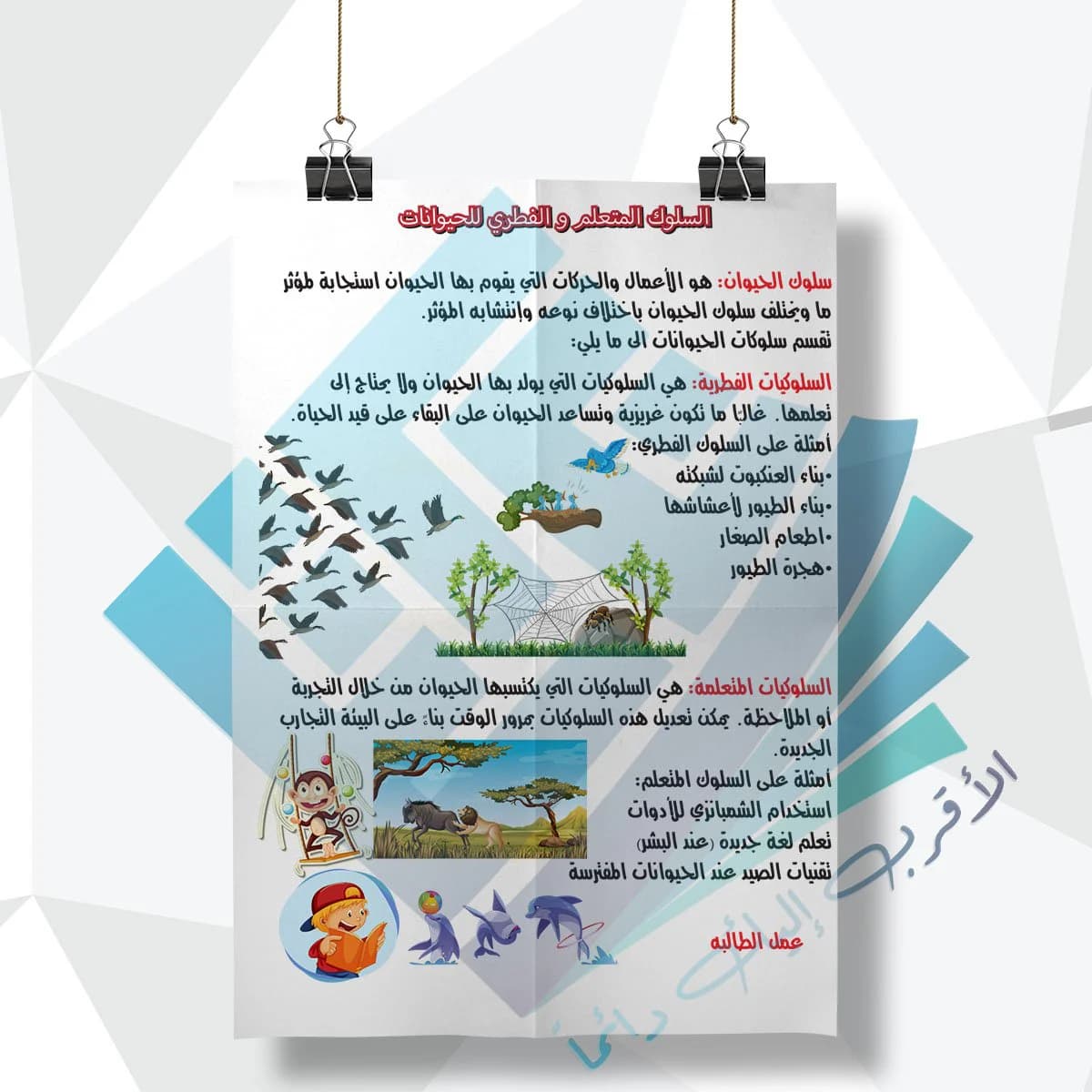 لوحة مدرسية عن السلوك المتعلم والفطري للحيوانات