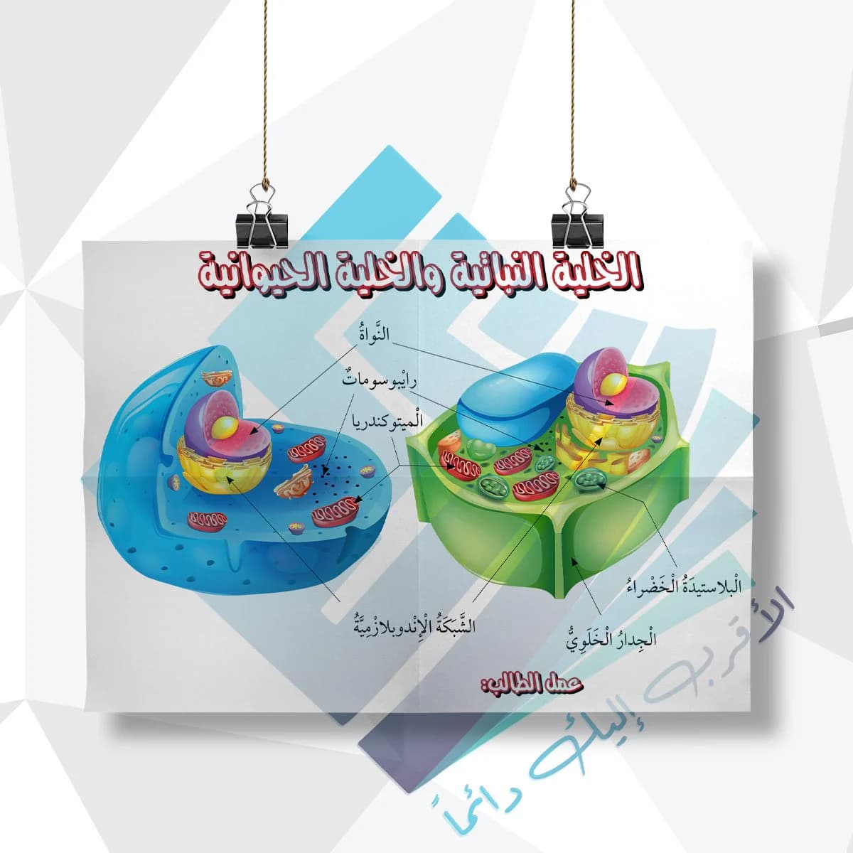 لوحة مدرسية عن الخلية النباتية والحيوانية