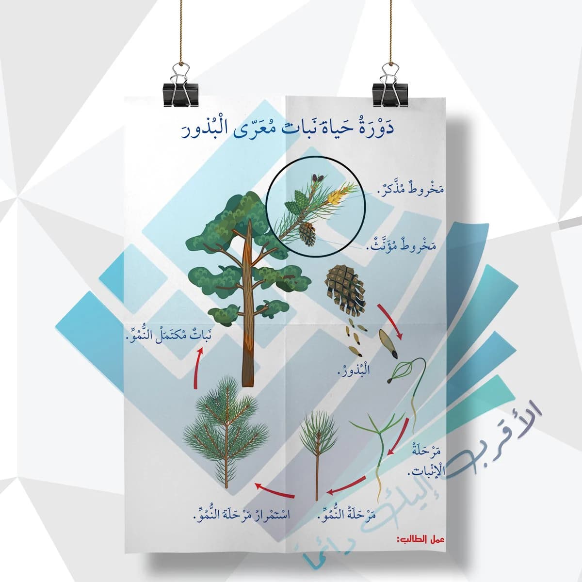 لوحة مدرسية عن دورة حياة معرى البذور