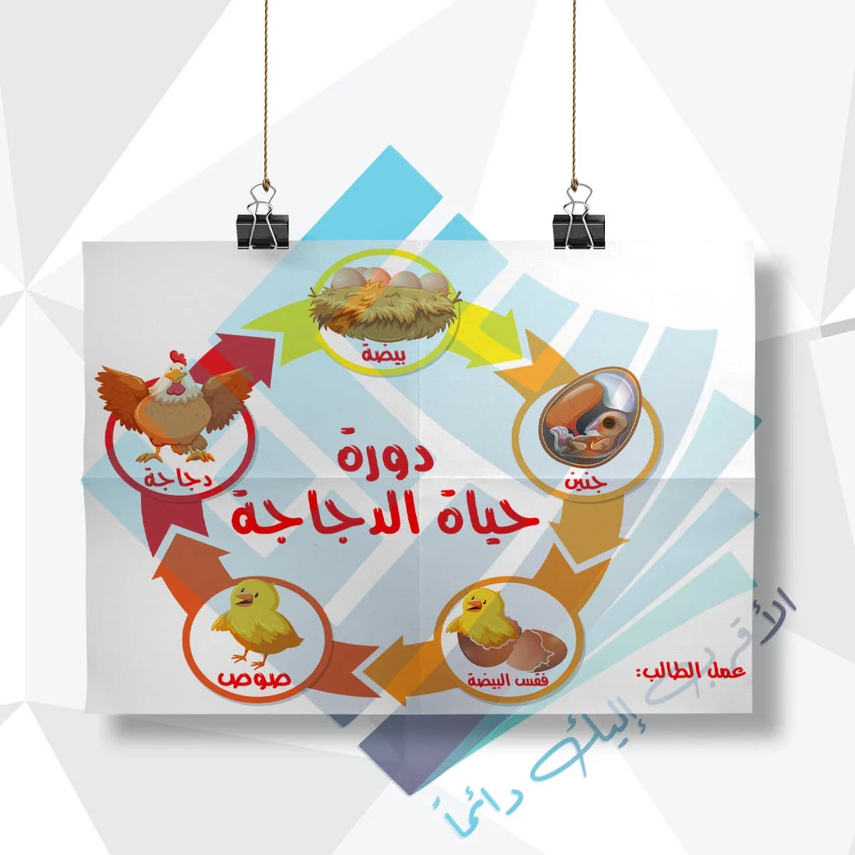لوحة مدرسية عن دورة حياة الدجاجة