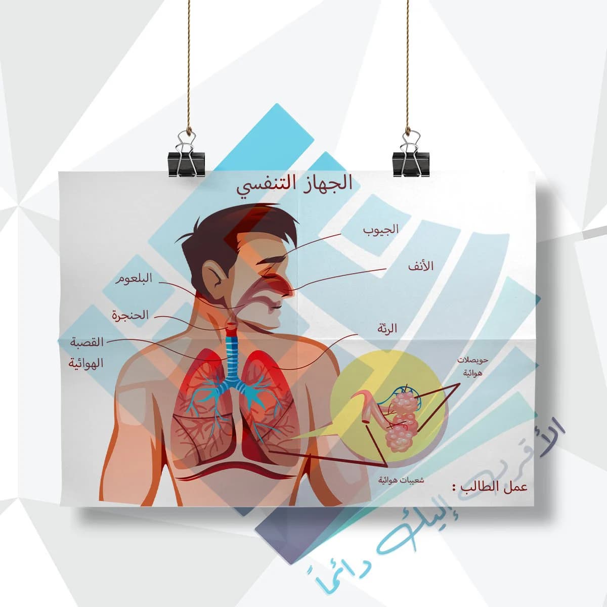 لوحة مدرسية عن الجهاز التنفسي