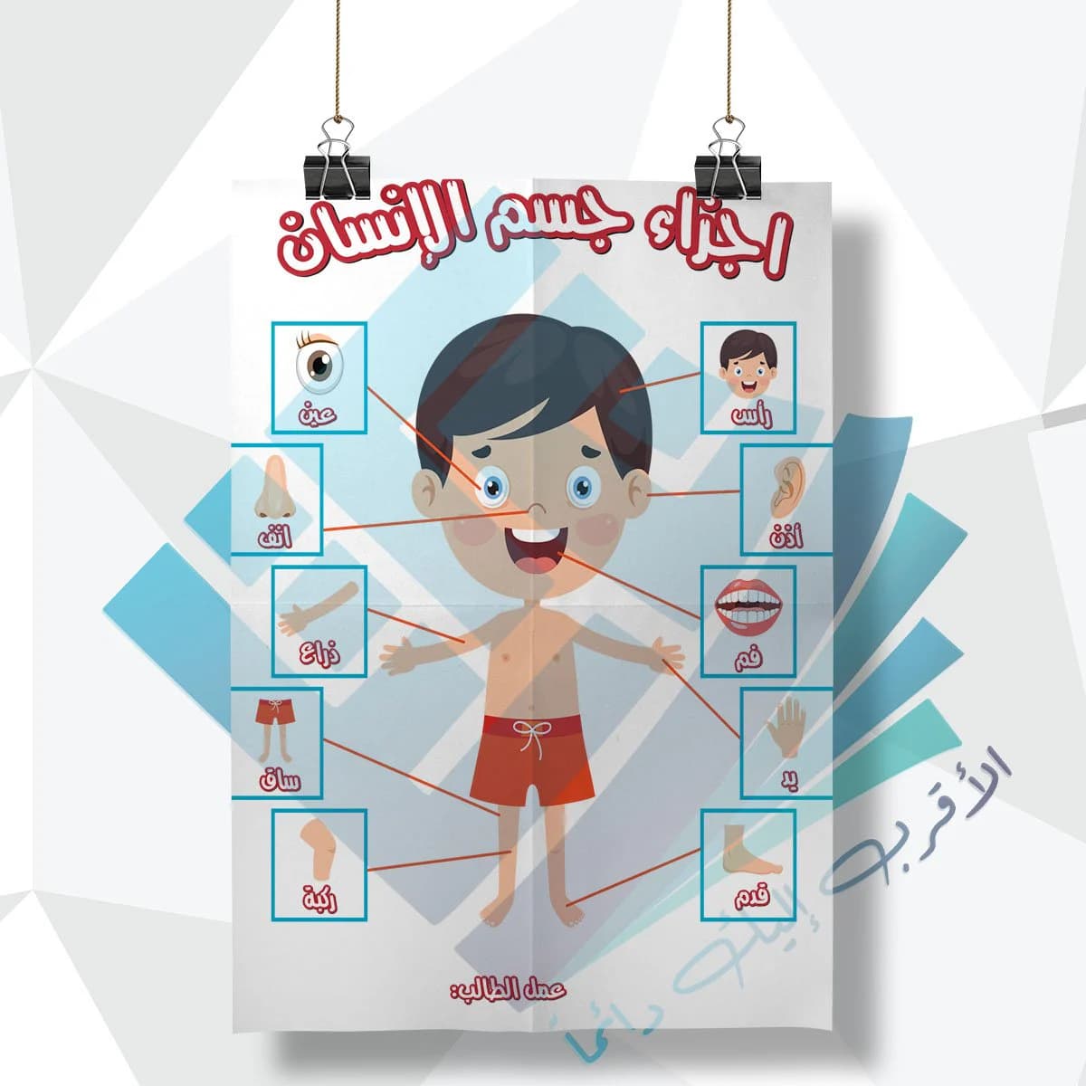 لوحة مدرسية عن اجزاء جسم الانسان الذكور