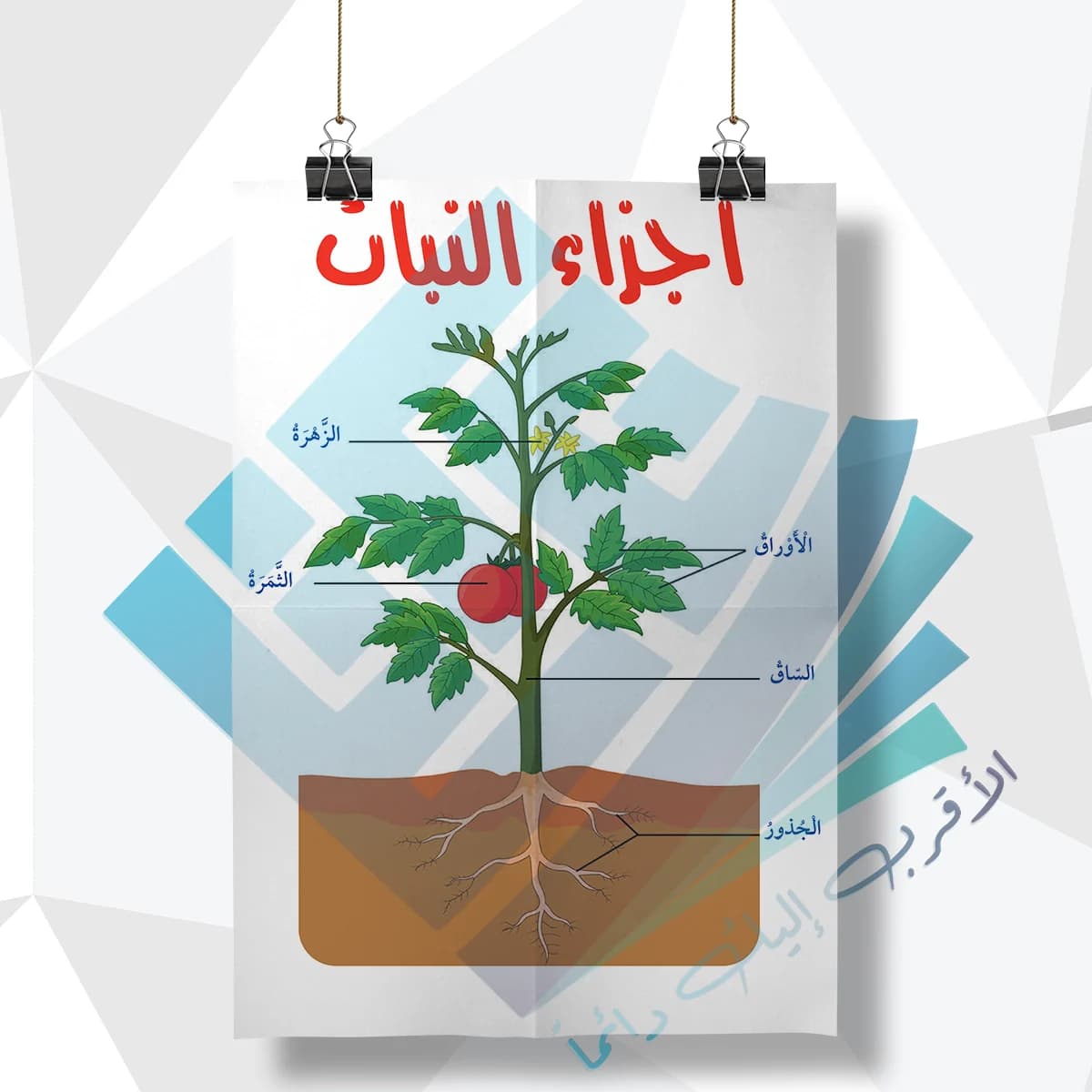لوحة مدرسية عن اجزاء النبات