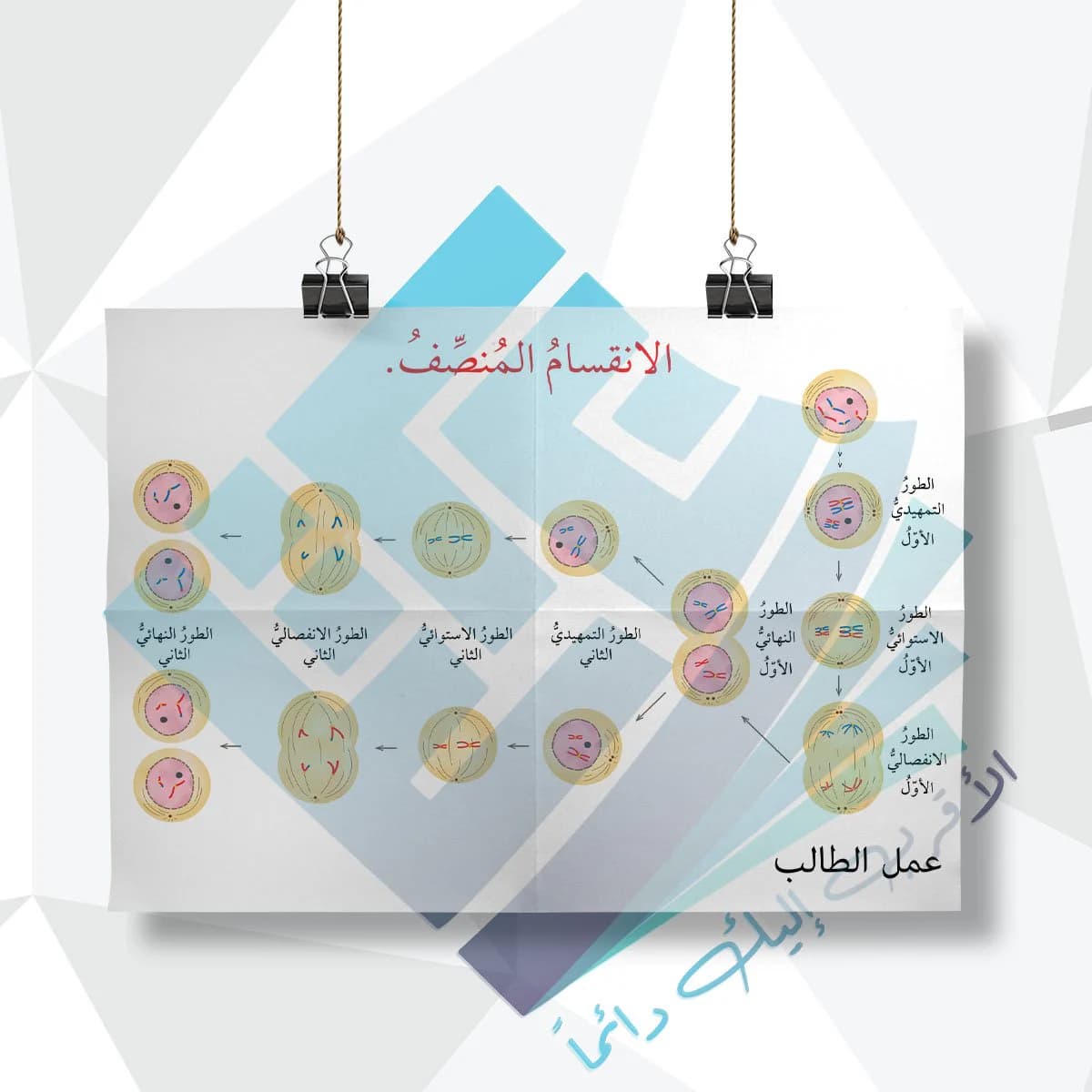 لوحة مدرسية عن الانقسام المنصف
