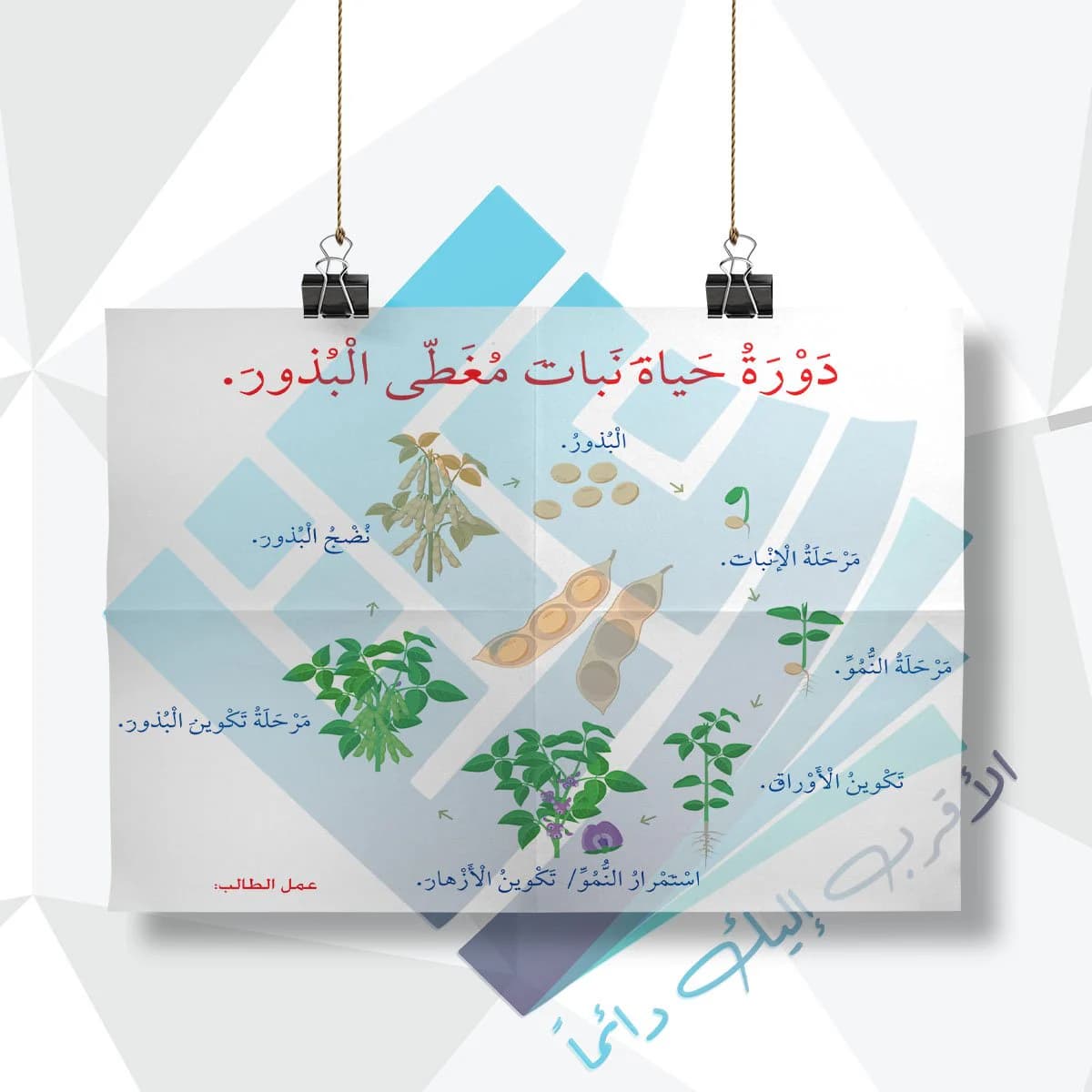 لوحة مدرسية عن دورة حياة نبات مغطى البذور