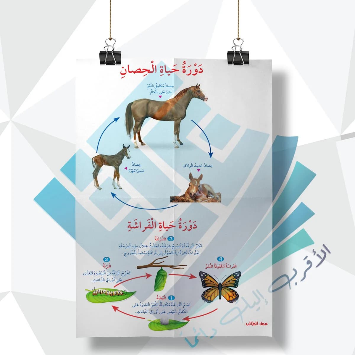 لوحة مدرسية عن دورة حياة الحصان