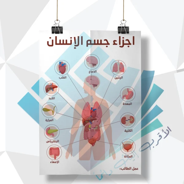 لوحة مدرسية عن اجزاء جسم الانسان