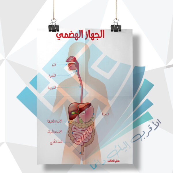 لوحة مدرسية عن الجهاز الهضمي