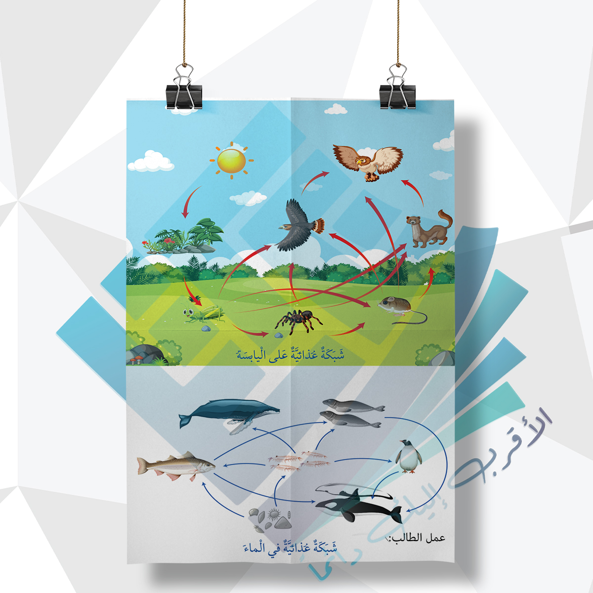 الشبكة الغذائية