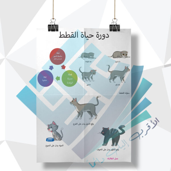 لوحة مدرسية عن دورة حياة القطط